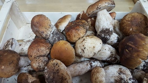 ughi passa da Andrea in negozio il melograno frutta a carmagnola.